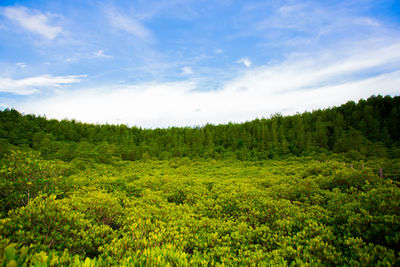 Scenic view of forest against sky