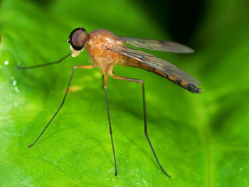 Close-up of grasshopper