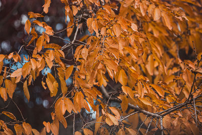 Close-up of leaves