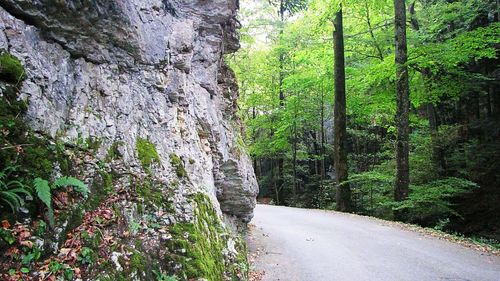 Empty road along trees in forest