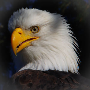 bird
