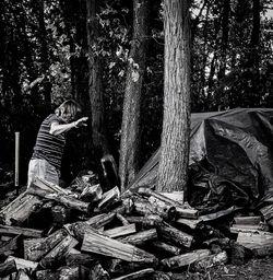 Stack of logs in forest