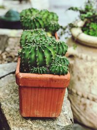 Close-up of potted plant