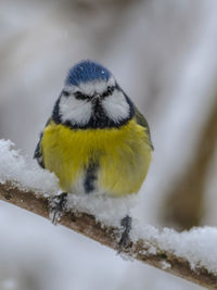 Bird perching on snow