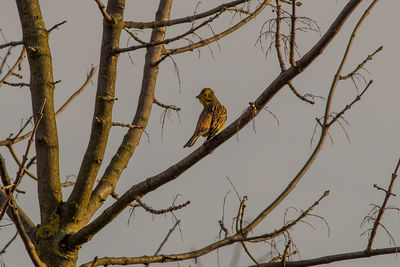 Low angle view of bird perching on tree