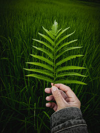 Midsection of person holding leaf on field