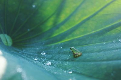 Close-up of wet leaf on plant