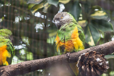 Close-up of parrot perching on branch