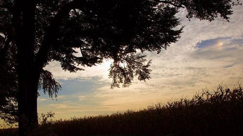 Silhouette trees on field against sky at sunset