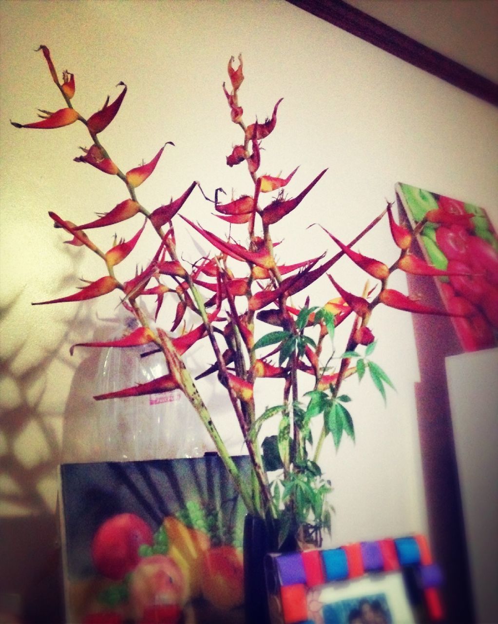 indoors, decoration, close-up, flower, hanging, potted plant, wall - building feature, leaf, home interior, selective focus, plant, focus on foreground, no people, red, multi colored, table, still life, pink color, wall, variation