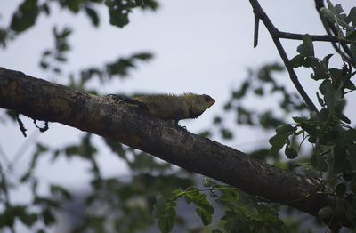 Low angle view of lizard on tree