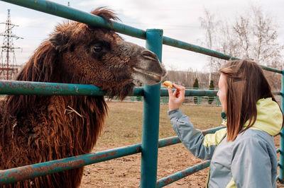 A girl feeds apples from a brown bactrian camel. the animal is on the farm at the zoo. 