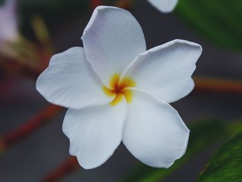 Close-up of white flowering plant