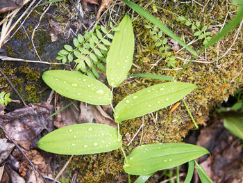 Close-up of leaves