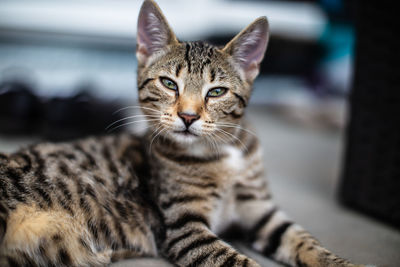 Close-up portrait of a cat