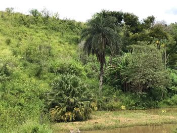 Trees in park