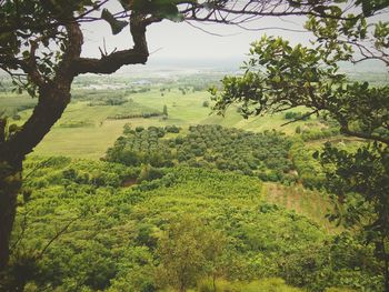 Scenic view of agricultural field