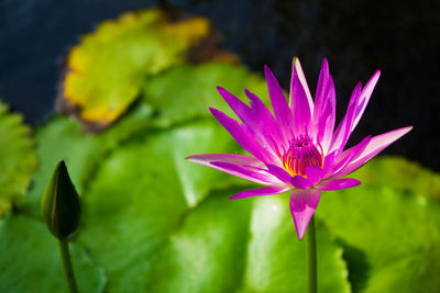 Close-up of water lily blooming outdoors