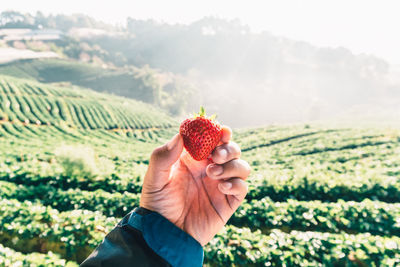 Cropped image of woman holding strawberry