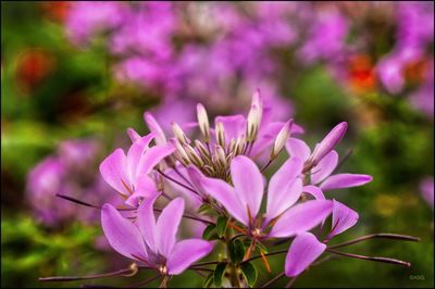 Close-up of pink flowering plant