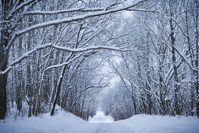 Trees on snow covered landscape