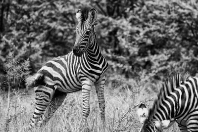 Zebra and zebras on field