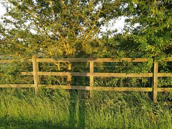 Fence on field