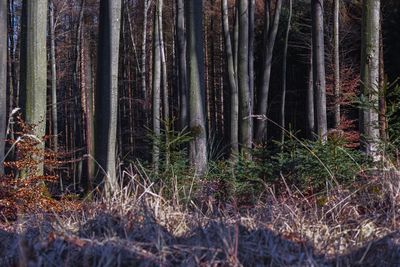 Pine trees in forest