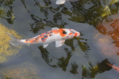 High angle view of fish swimming in lake