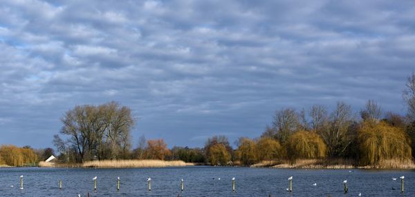 Swan swimming in lake against sky