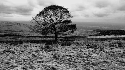 Trees on field against cloudy sky