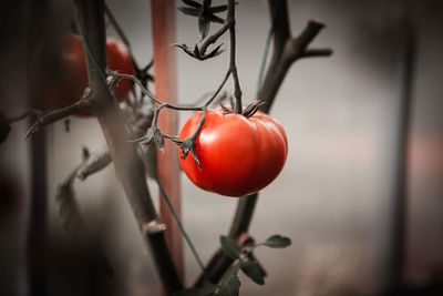 Close-up of cherries on plant