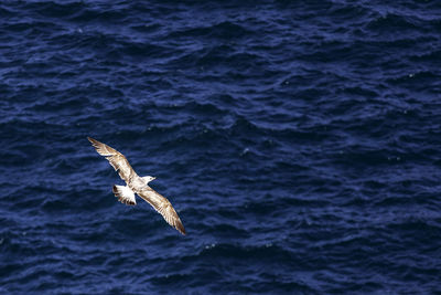 Seagulls flying over sea