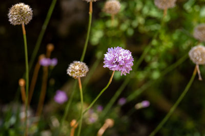 Close-up of white daisy flowers on field