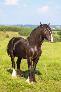A beautiful brown horse with a long mane in the pasture at a horse farm. portrait of a horse 