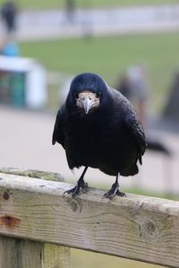 Close-up of bird perching on wood