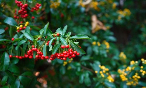 Close-up of red berries growing on tree