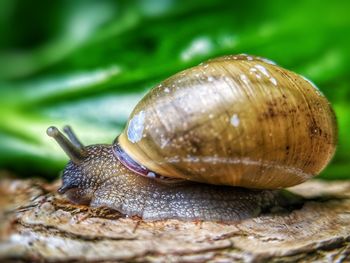 Snail on wood 