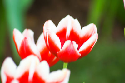 Close-up of red flowers blooming outdoors