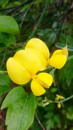 Close-up of yellow flowers blooming outdoors