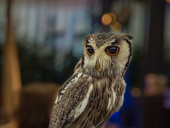 Close-up portrait of owl