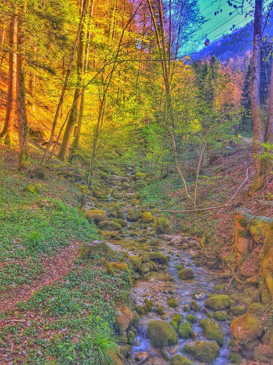 VIEW OF TREES IN FOREST