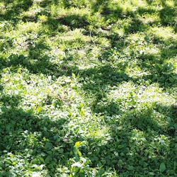 Full frame shot of plants