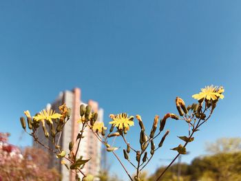 Close-up of flowering plant against clear blue sky