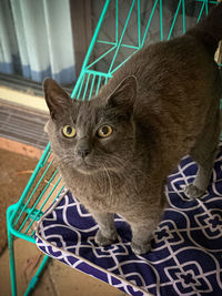 Close-up portrait of a cat