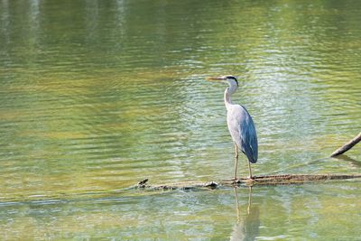 Heron perching on a lake