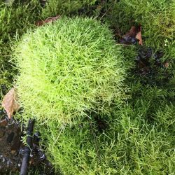 High angle view of cat on grass