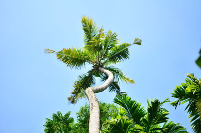 Low angle view of palm trees against clear blue sky