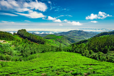 Mountain range with cloud layers and green forest