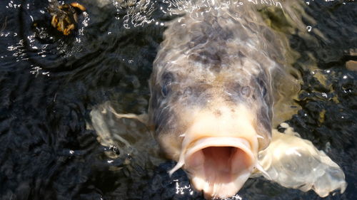 High angle view of animal swimming in sea